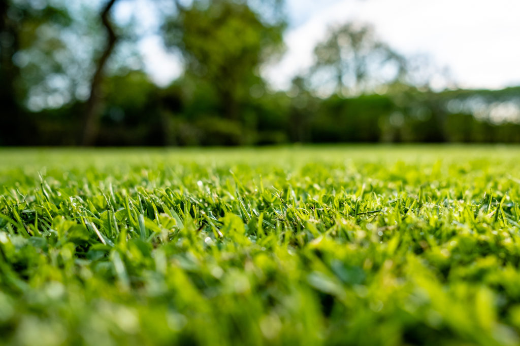 Sun shining on grass