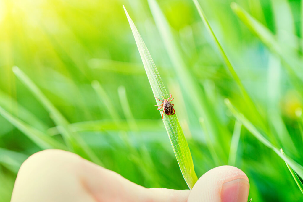 Closeup view of tick in grass