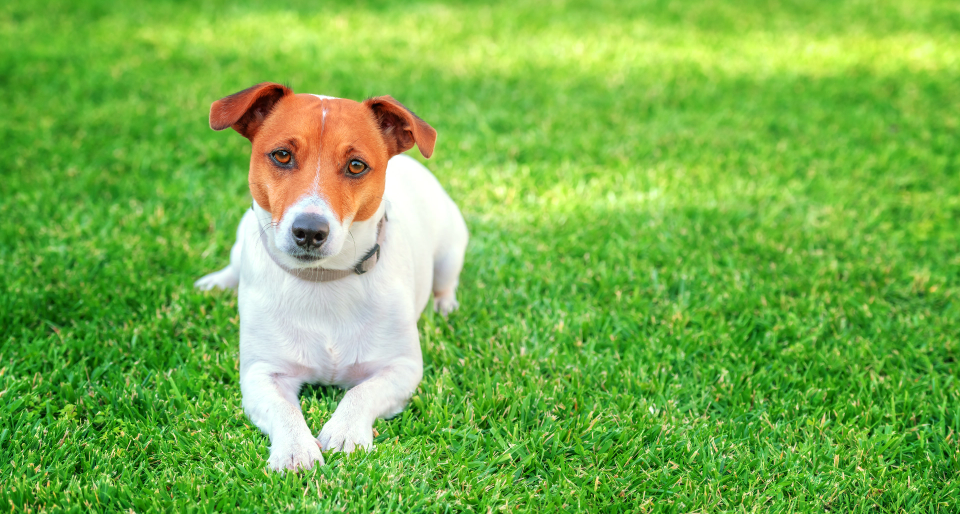 Dog laying in grass