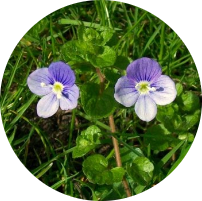 Speedwell lawn weed