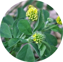 Black Medic weeds