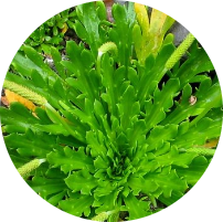 Buckhorn Plantain​
