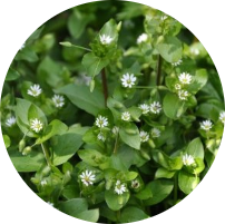 Chickweed​