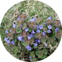 Ground Ivy​