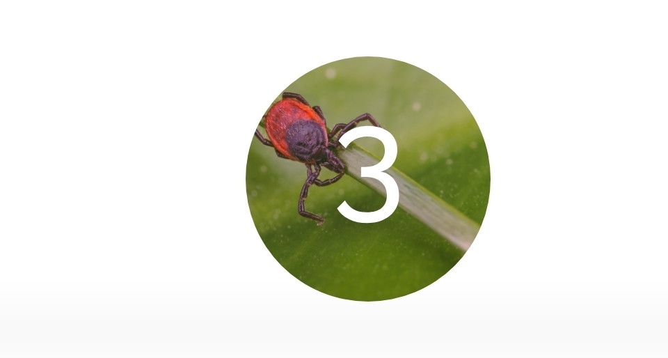 Insect on a plant