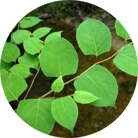 Most Common Lawn Weeds in Ohio | Weed Pictures & Identification