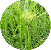Nutsedge​