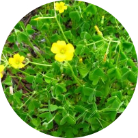Oxails​ Ohio Weed