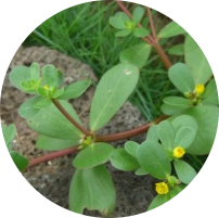Purslane​