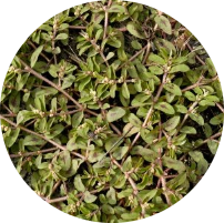 Spurge​ Weed