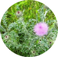 Thistle weeds