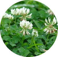 White Clover​