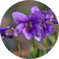 Wild violet weeds
