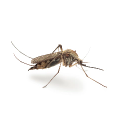 image_mosquito