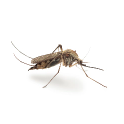 Picture of a mosquito