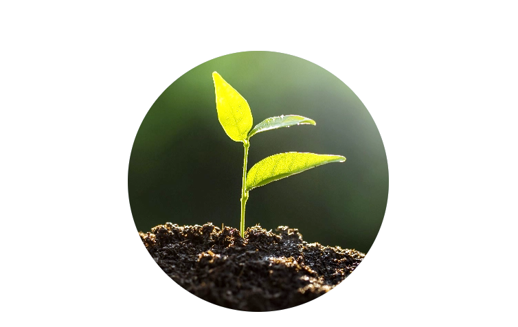 Sustainable mosquito control services with Grass Master.