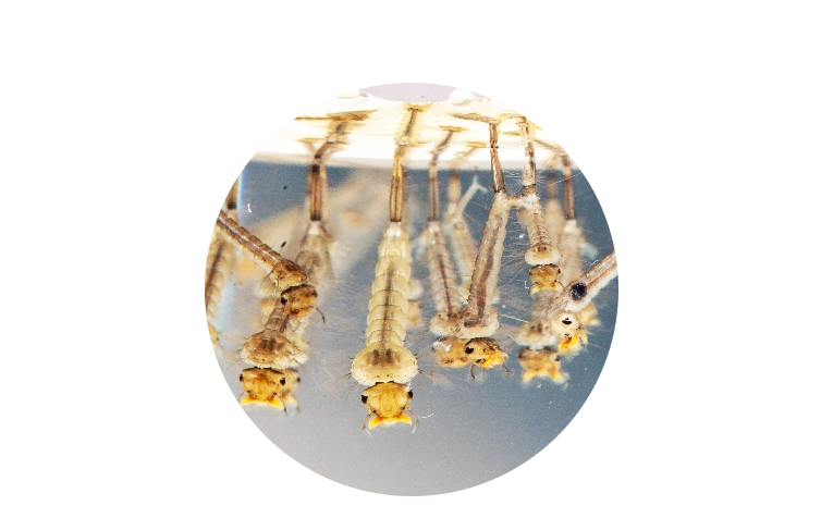 Prevent mosquitos with Grass Master's mosquito control services.