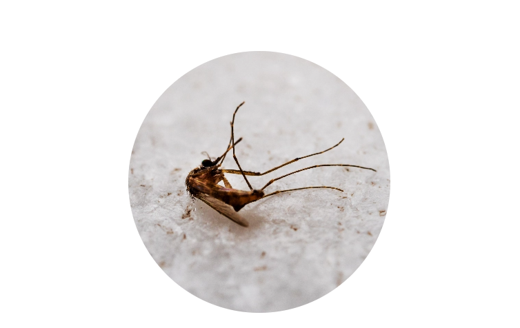 Effective mosquito control services with Grass Master.