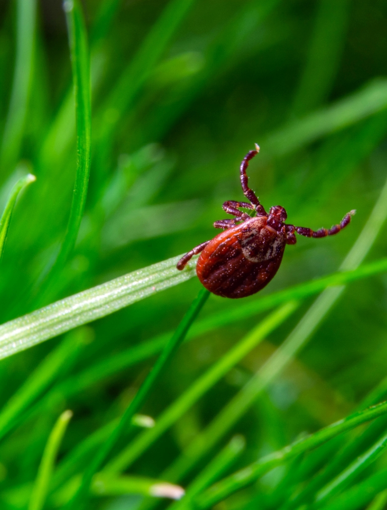 Up-close look at a flea in the grass.