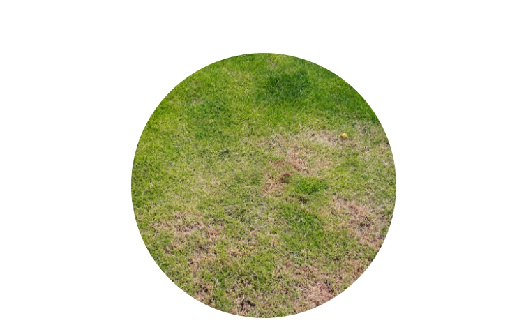 Prevent dead grass patches with surface insect control services.