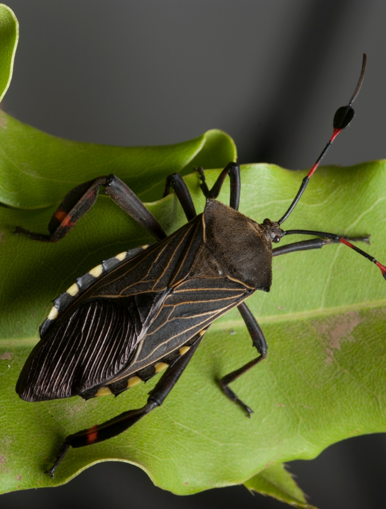 Surface insect destroying the grass.