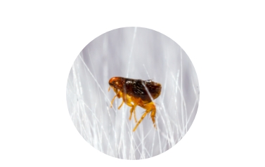 Keep your home and your beds protected with our flea and tick services.