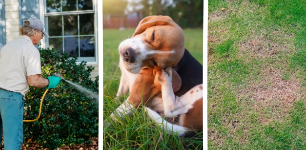 Protect your home and lawn with perimeter pest control, flea and tick lawn treatment and surface insect control.