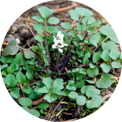 Bittercress Ohio Weed