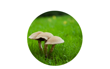 lime on grass