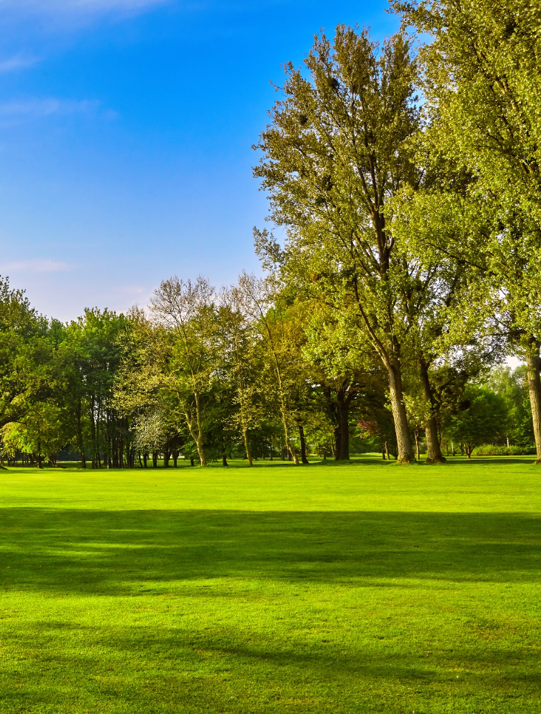 A healthy, green lawn