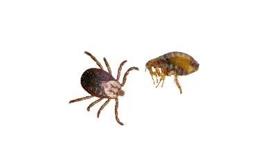 Lawn Flea & Tick Control for Northeast Ohio lawns
