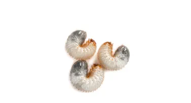 Grub Control for Northeast Ohio lawns