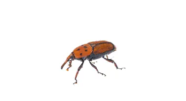 Lawn Pest Control for Northeast Ohio lawns
