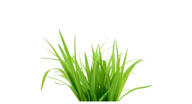 Northeast Ohio Lawn Care Programs