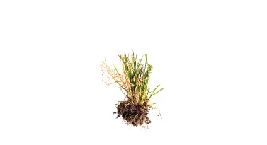 Identify Lawn Diseases in Northeast Ohio