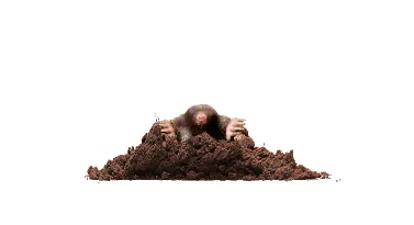 Lawn Mole Control for Northeast Ohio lawns
