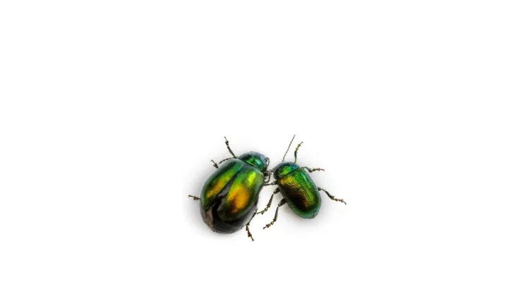 Lawn Pest Control for Northeast Ohio lawns