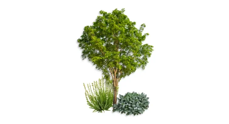Tre and shrub care for Northeast Ohio lawns