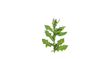 Weed Identification Chart
