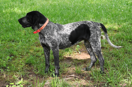 A dog in a damaged yard