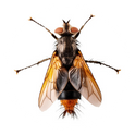 Bug - Get rid of bugs with lawn pest control