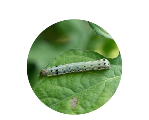 Banish bugs with lawn pest control