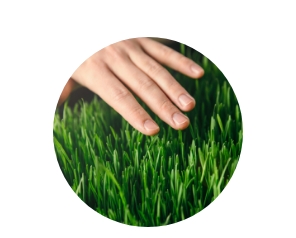 Grow grass quicker with lawn pest control
