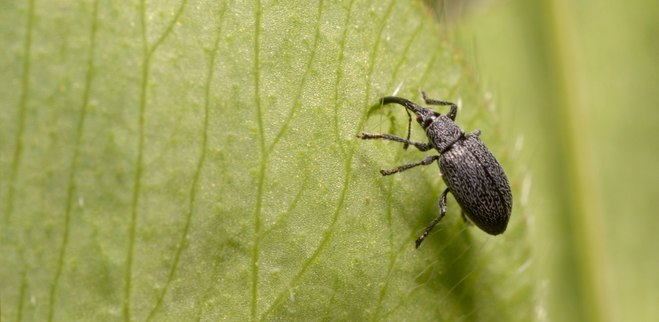 Up-close look at lawn insect