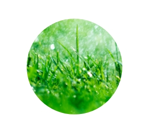 Protect your lawn from lawn insects