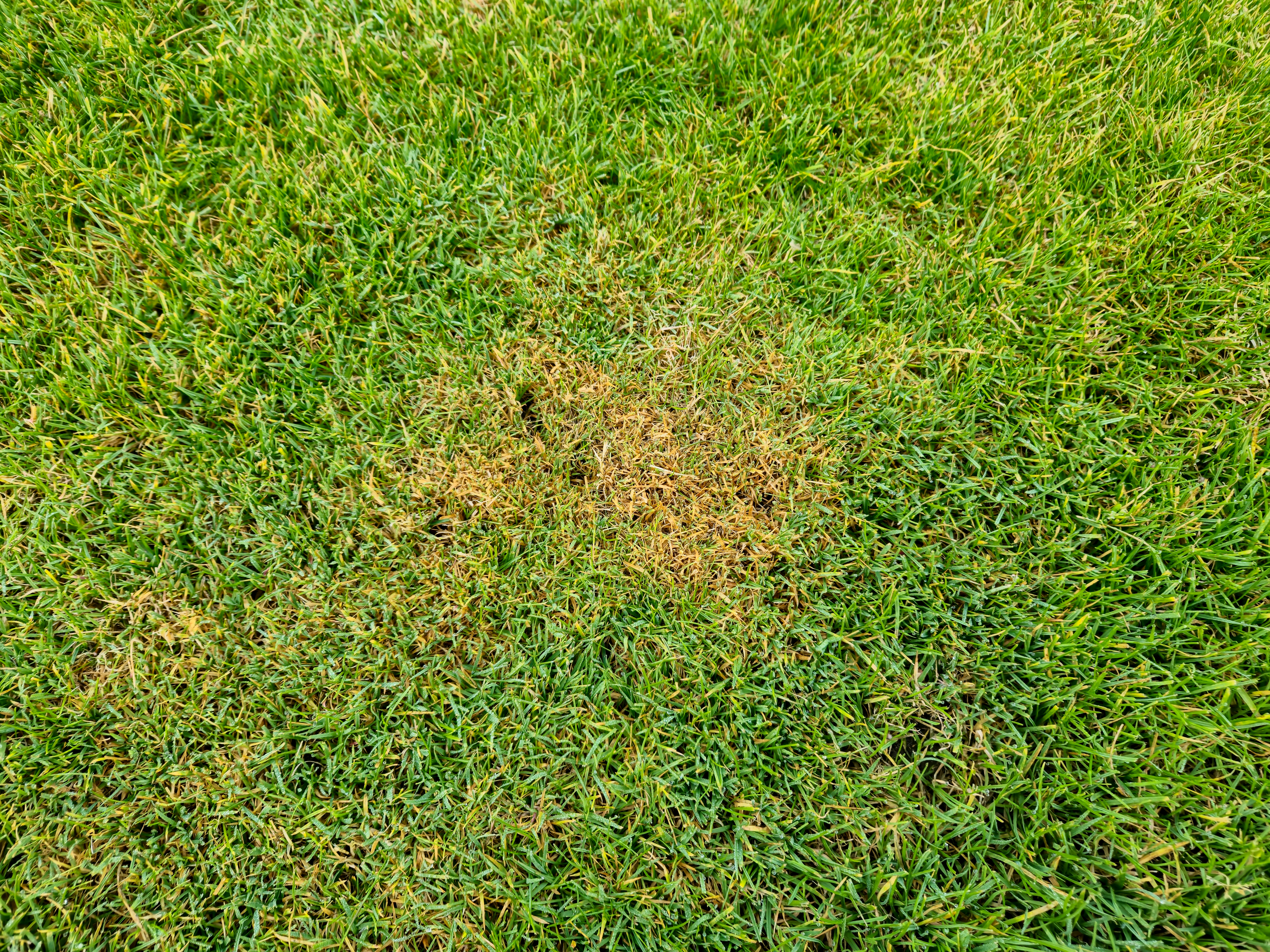Summerpatch lawn disease