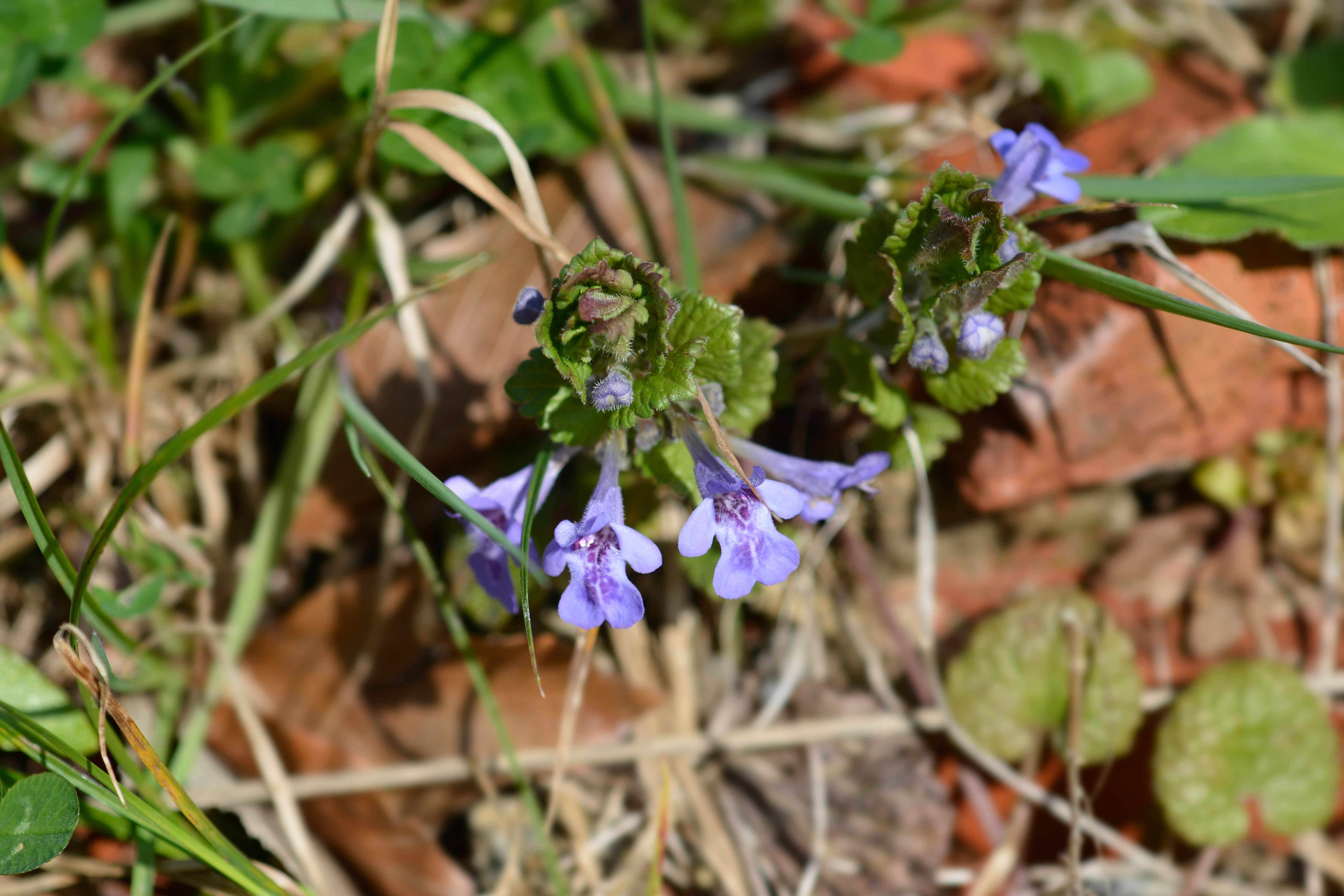 Ground ivy flowers