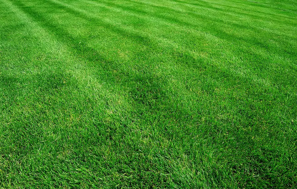Lush Lawn