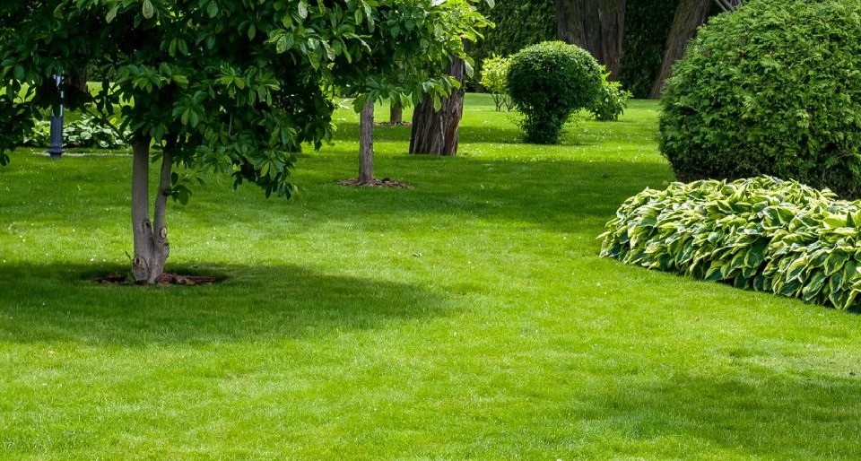 Cleveland lawn looking lush after organic lawn care program.