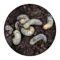 Grub control - Cleveland lawn care service